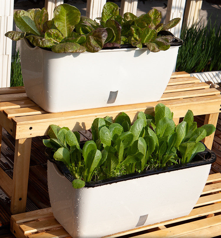 Self-watering planter Desktop