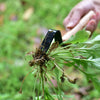 Easy Weed Grass Removal Tool